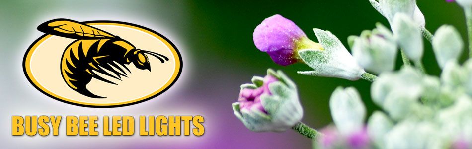 Busy Bee Led Grow Lights