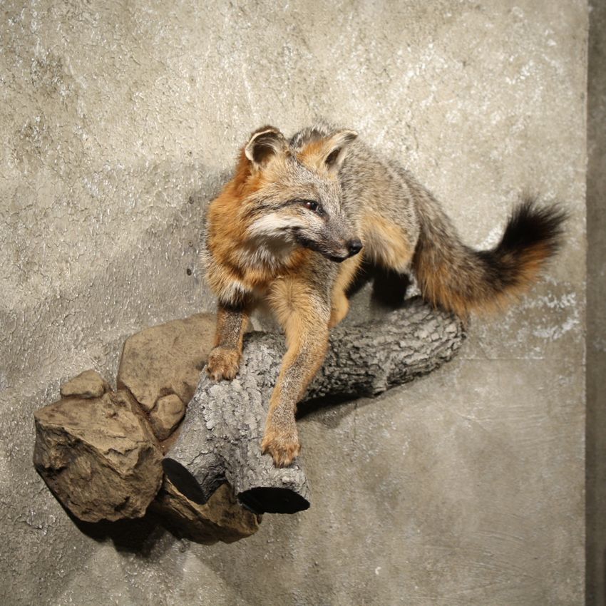 10888 N+  Grey Fox Life Size Wall Hanging Taxidermy Full Mount ~ Red