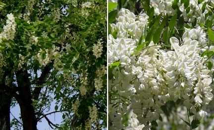 Black Locust Tree Robinia Pseudoacacia 500 Seeds