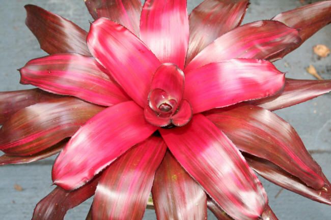 Bromeliad Neoregelia Malbec New Release