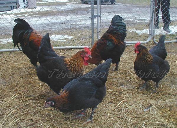 Beautiful Black Copper Marans Hatching Eggs 