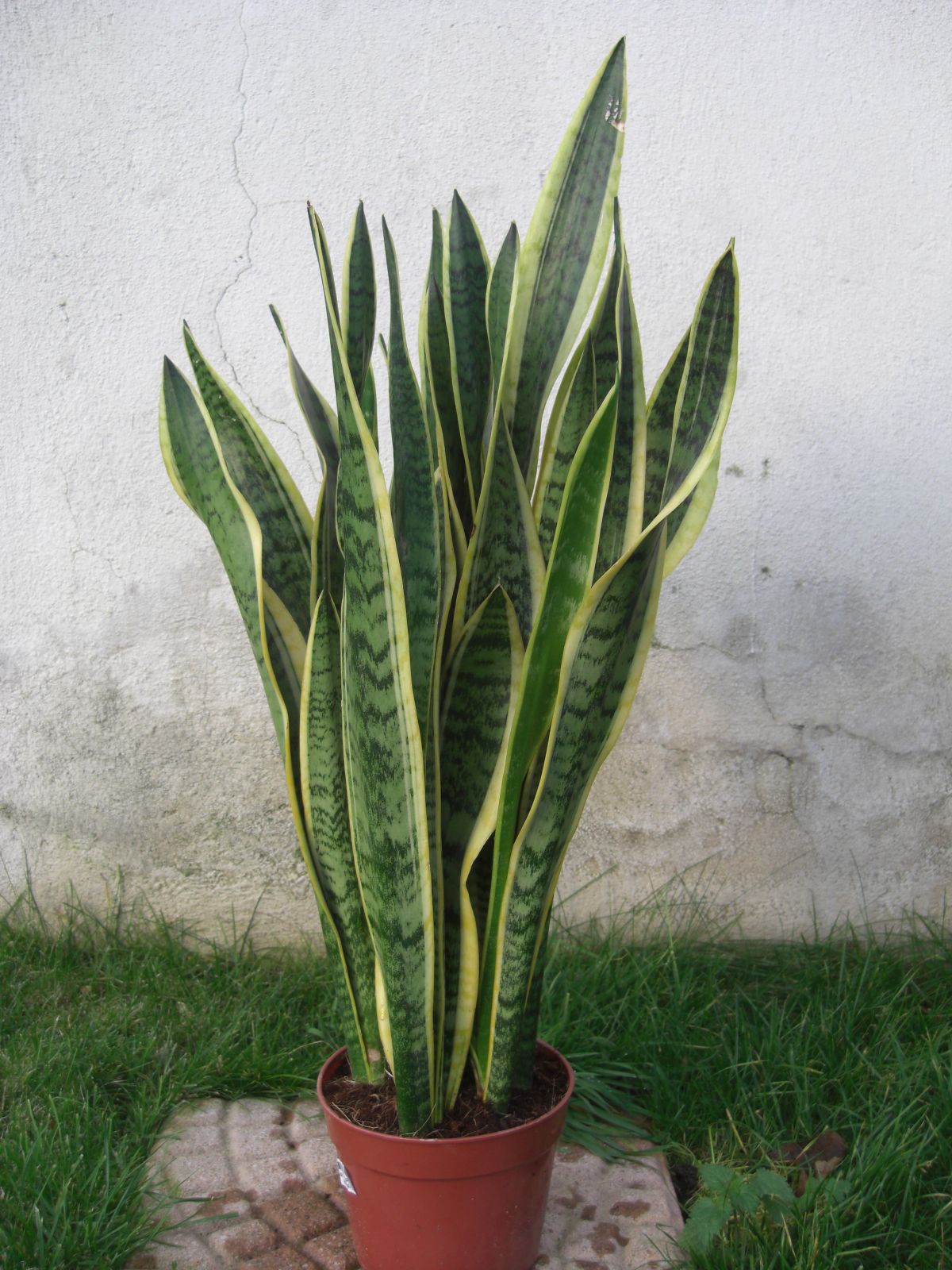 Sansevieria Schwiegermutterzunge Bogenhanf 80cm