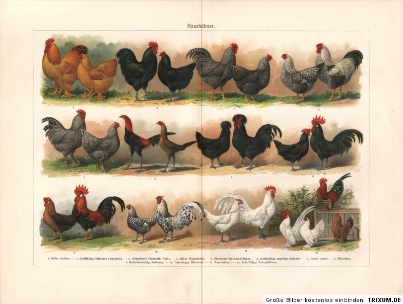 Haushühner Hühner Huhn Hühnerrassen Zwerghühner LITHOGRAPHIE um