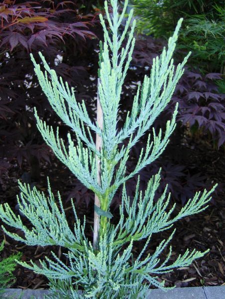 Sequoiadendron giganteum glaucum, blauer Bergmammutbaum 70/80cm