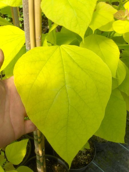 Catalpa bignonioides Aurea, gelber Trompetenbaum 130/140cm