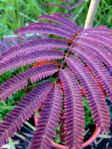 Albizia Summer Chocolate, 100cm, roter Schlafbaum, Seidenbaum