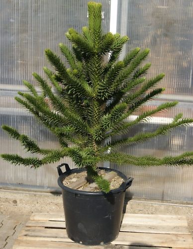 ARAUCARIA ARAUCANA AFFENBAUM SCHLANGENTANNE 155cm