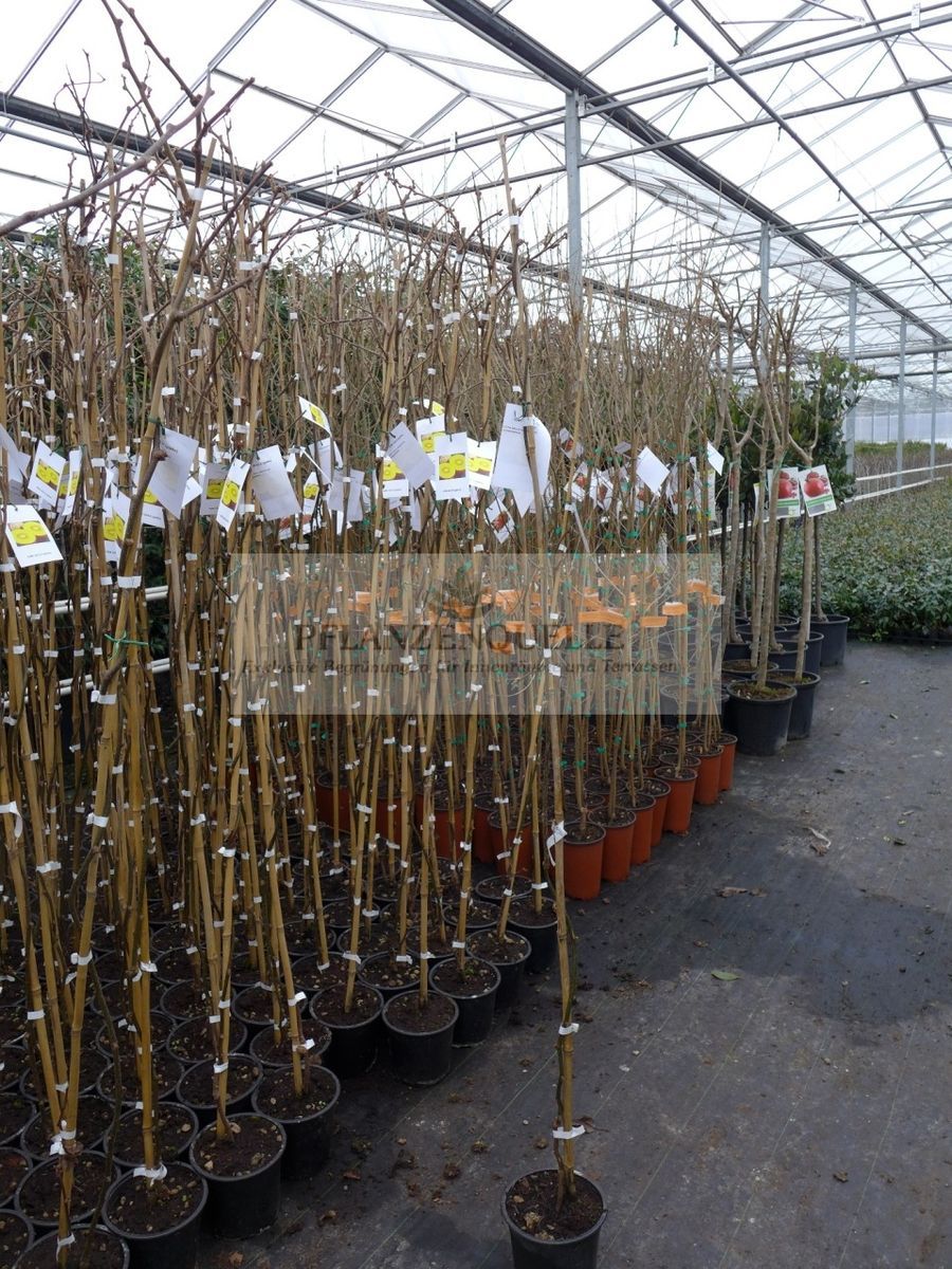 170 cm Kiwi Gold giallo selbstbefruchtend Zespri Gold Actinidia