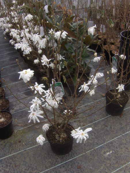 Magnolia stellata, weiße Sternmagnolie duftend 80/100cm