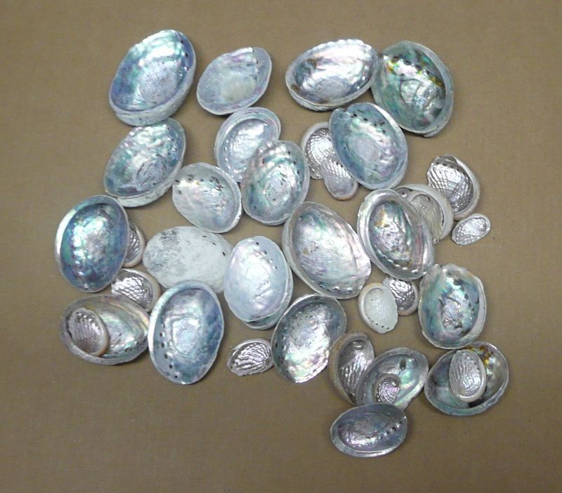 270 Paua Muscheln Abalone, Perlmutt   ca. 2,6 kg