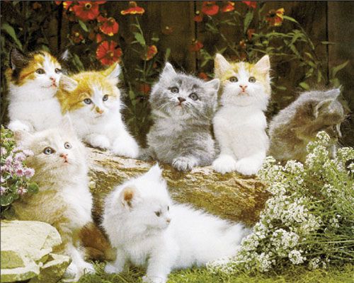 Süsse Katzenbabys im Garten   Baby Tier Poster R308