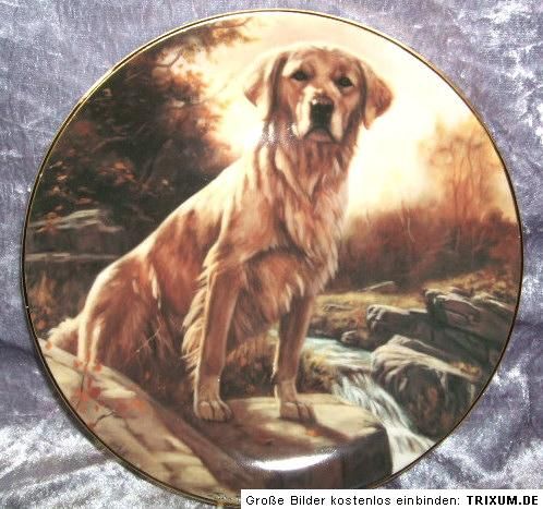 Porzellan Wandteller Sammelteller Golden Retriever