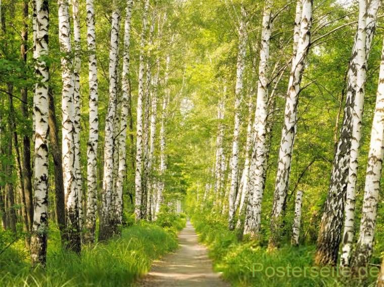 Fototapeten Wald Birke 368x254cm wohnzimmer Tapete Foto