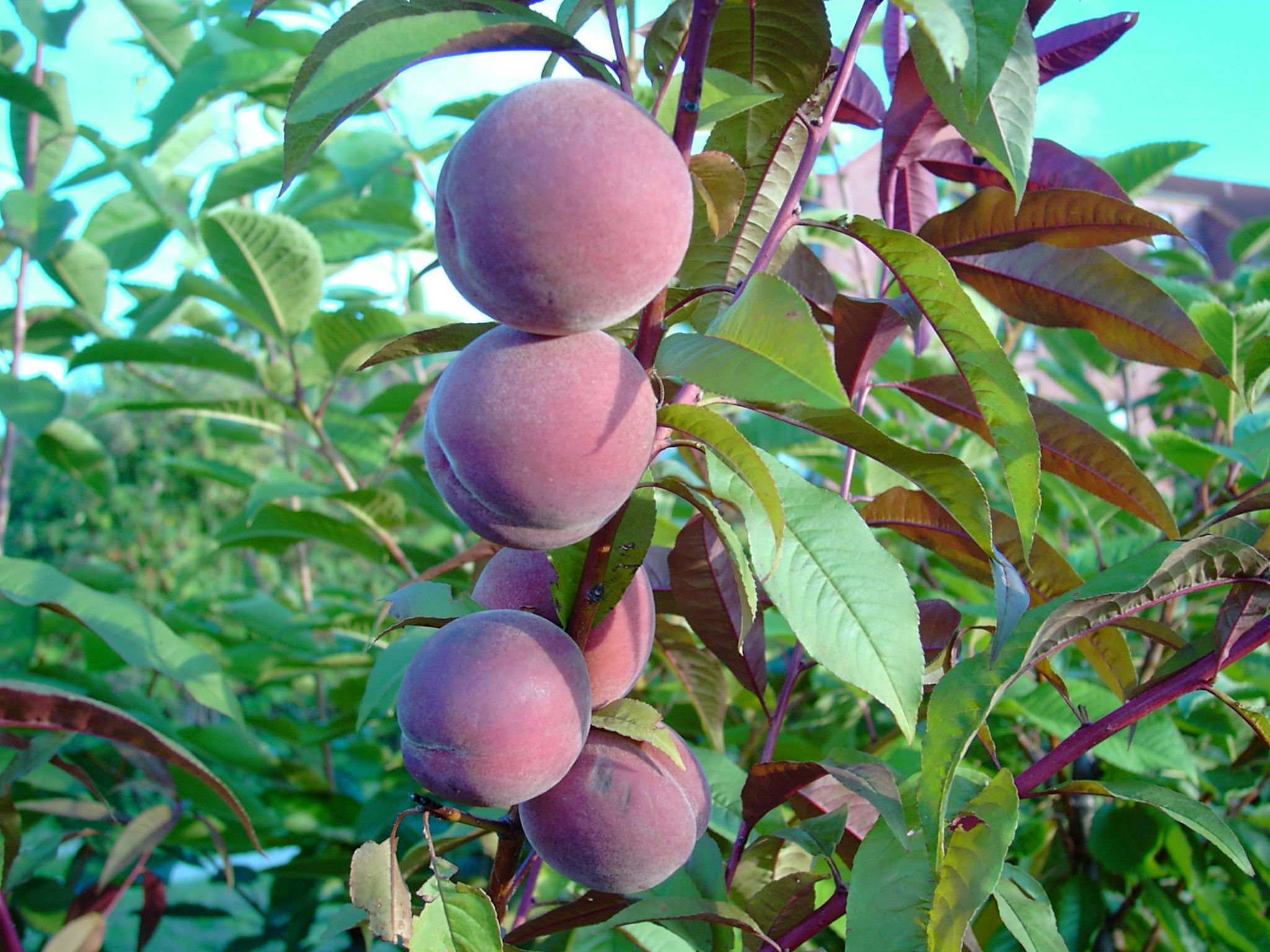 Rubira, Pfirsich rotes Laub süße, aromatische Frucht Buschbaum, im