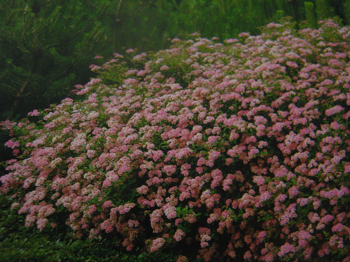 Zweifarbige Spiere Spiraea japonica Shirobana Top