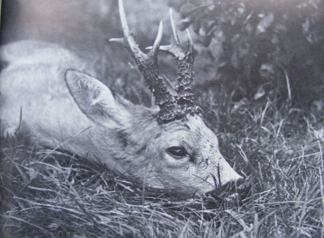 Jagd Jagen  Glückliches Jagen   Ostpreussen, Kurland, Mecklenburg