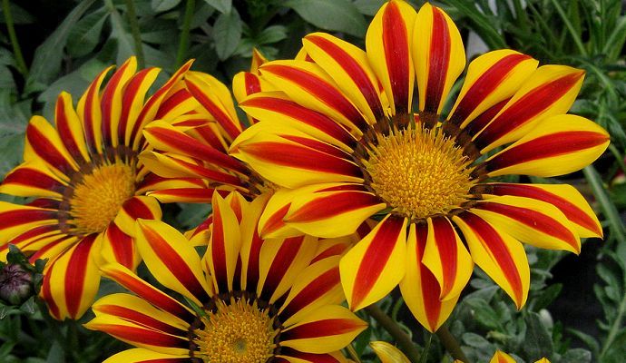 Gazania splendens Mittagsgold, Gazanie, Wildform #608