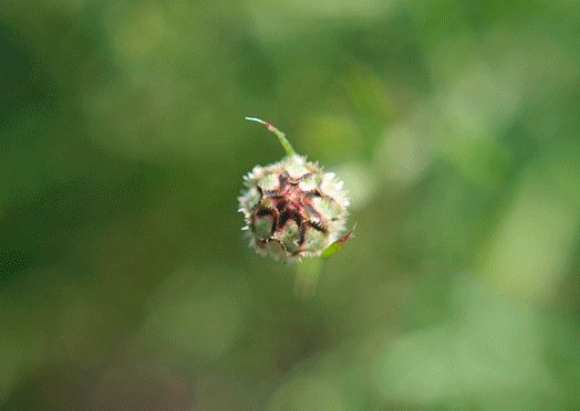 animierte Postkarte Kornblume Nr.01, Blumen