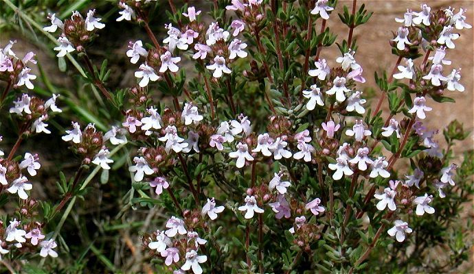 Thymus mastichina   spanischer Thymian #873