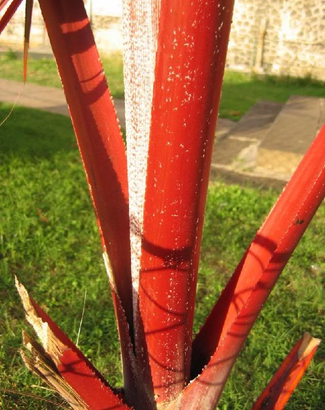 Latania lontaroides   Rote Latan Palme, wunderschöne Palme